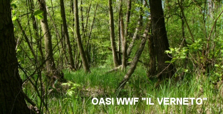 Cover Oasi WWF Il Verneto