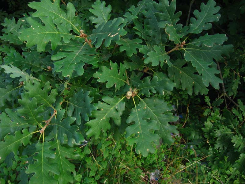 Cover Quercia Castagnara