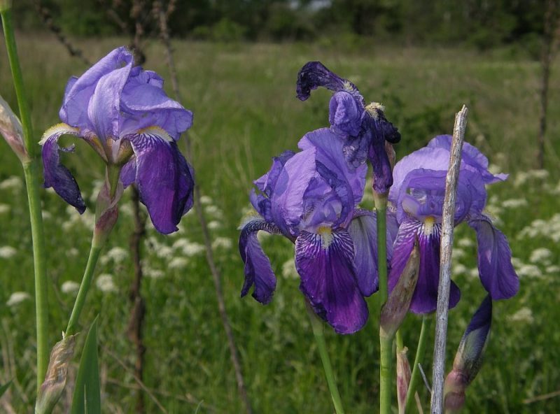 hortus bruttiorum - iris