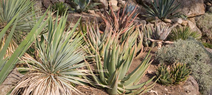 Cover Giardini la Mortella – Collezione di cactus e succulente