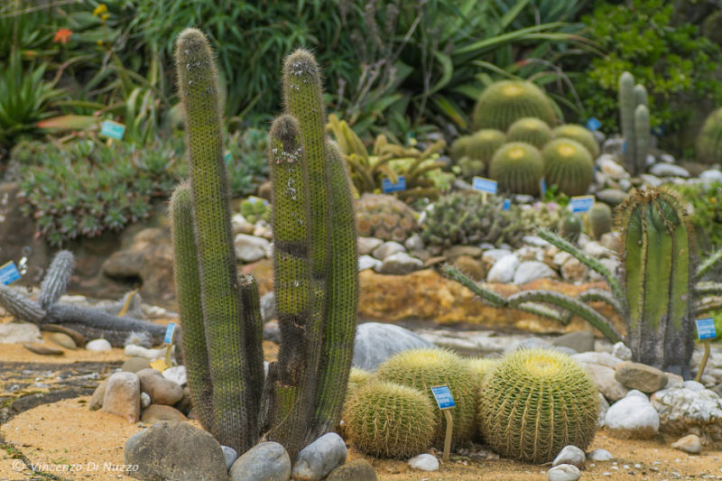 Cover Orto Botanico di Portici – Collezione di cactus e succulente