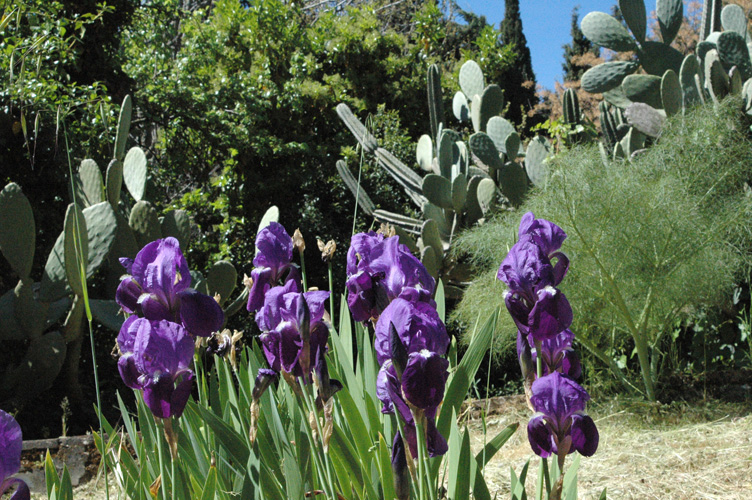 Cover Giardini di Villa Trinità – Collezione di cactus e succulente