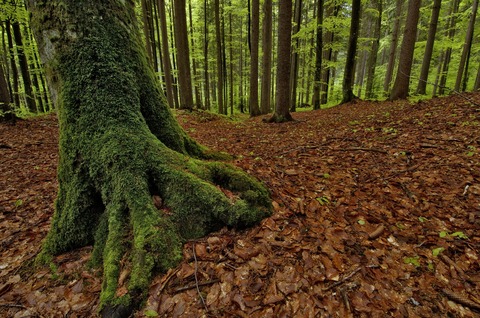 Cover Riserva naturale orientata biogenetica Foresta di Tarvisio – Foresta di Tarvisio
