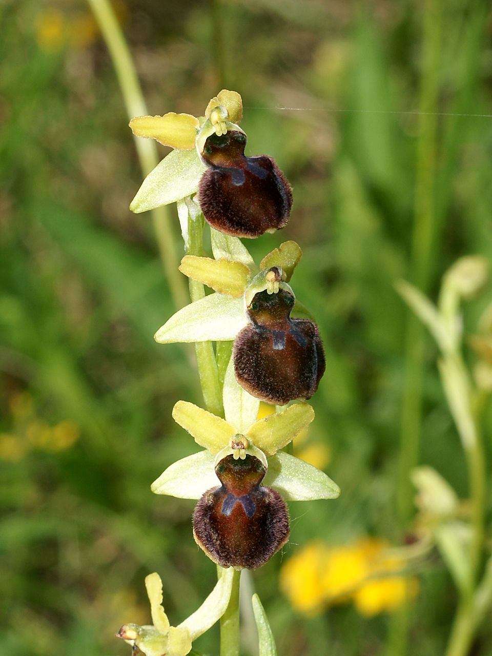 Ophrys sphegodes_