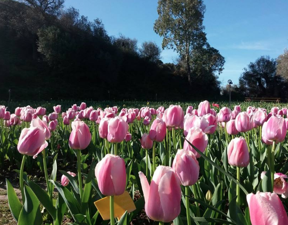 Cover Tulipani in Sardegna – HobbyFlor