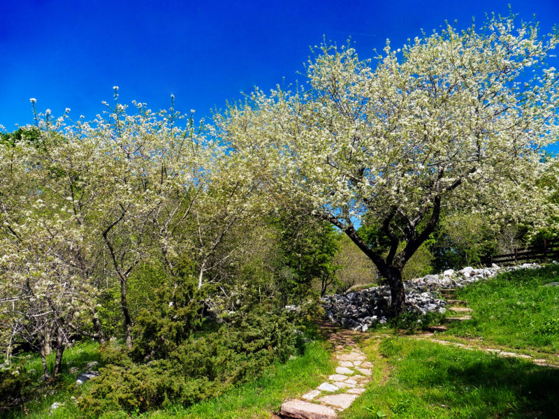 Ciliegio canino in fiore (Prunus mahaleb)