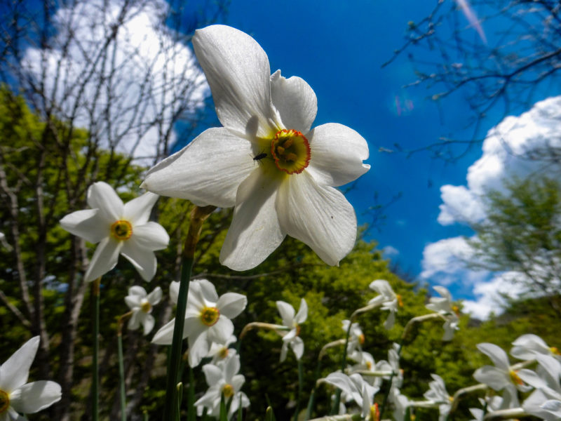 La fioritura delle Giunchiglie (Narcissus poeticus)