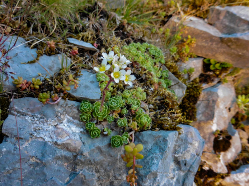 Sassifraga alpina (Saxifraga paniculata)
