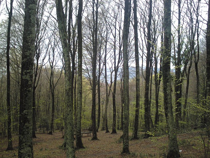 Cover Mount Cucco Beech Forest