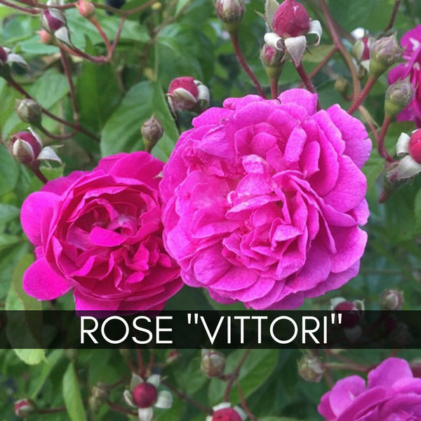 vittori-vivai-vivaci-rose-home-600x600