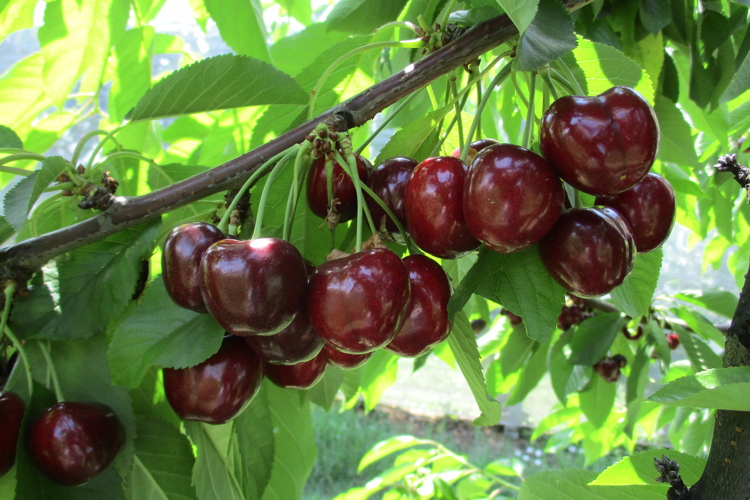 ciliegio-ciliegia-royalhelen-frutto-pianta-varieta-ips-geoplant-bygeoplant-7500x500