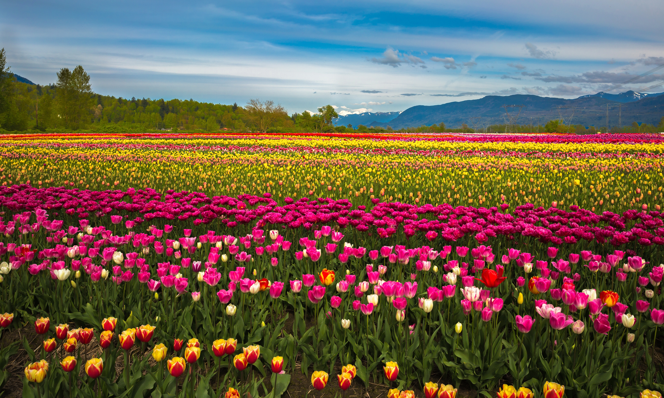 Tulip festival - field of flowers