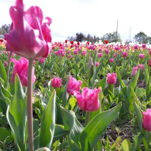 Cover Associazione Il Giardino di Lù e Giardino di Lù, tulipani