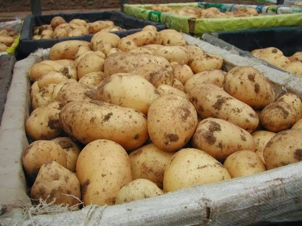 sell-potatoes