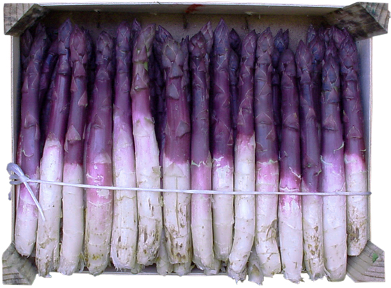 asparagi-violetti