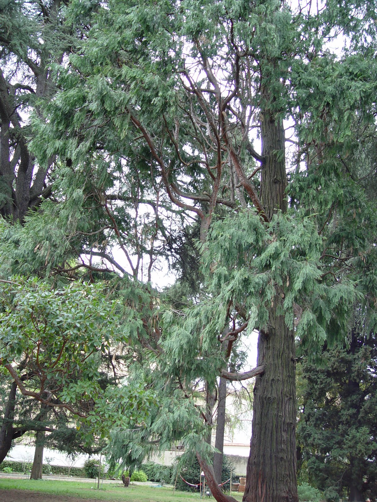 sequoia-sempervirens