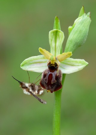 lesina-ophrys-archipelagi
