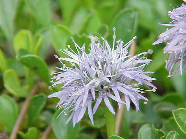 globularia-cordifolia0